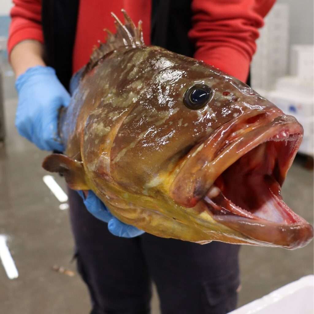 Características del Mero Amarillo